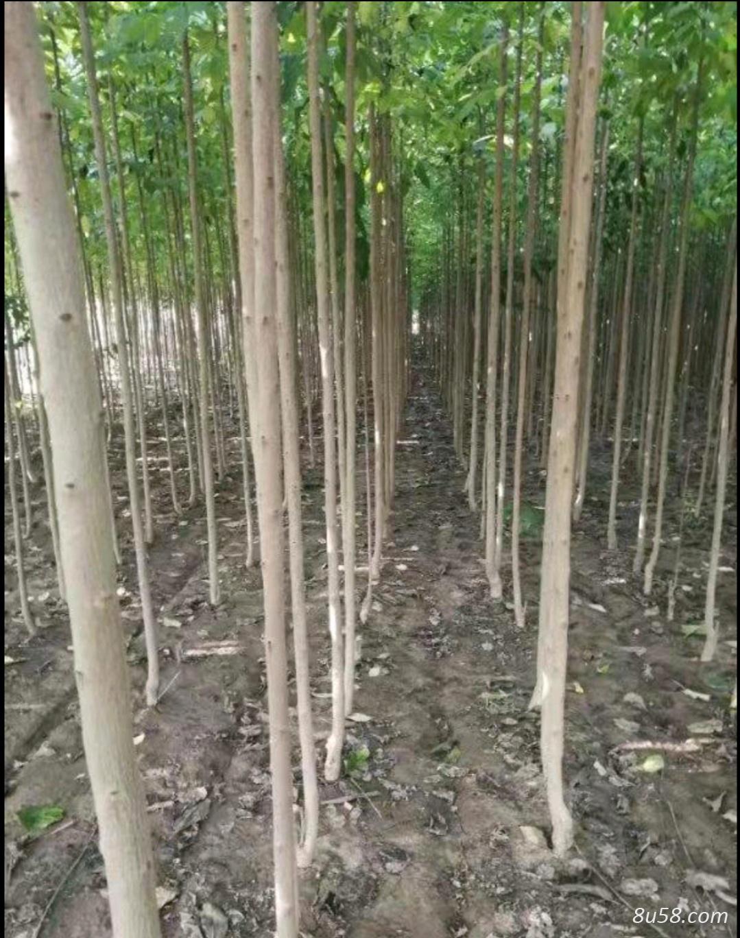程贺