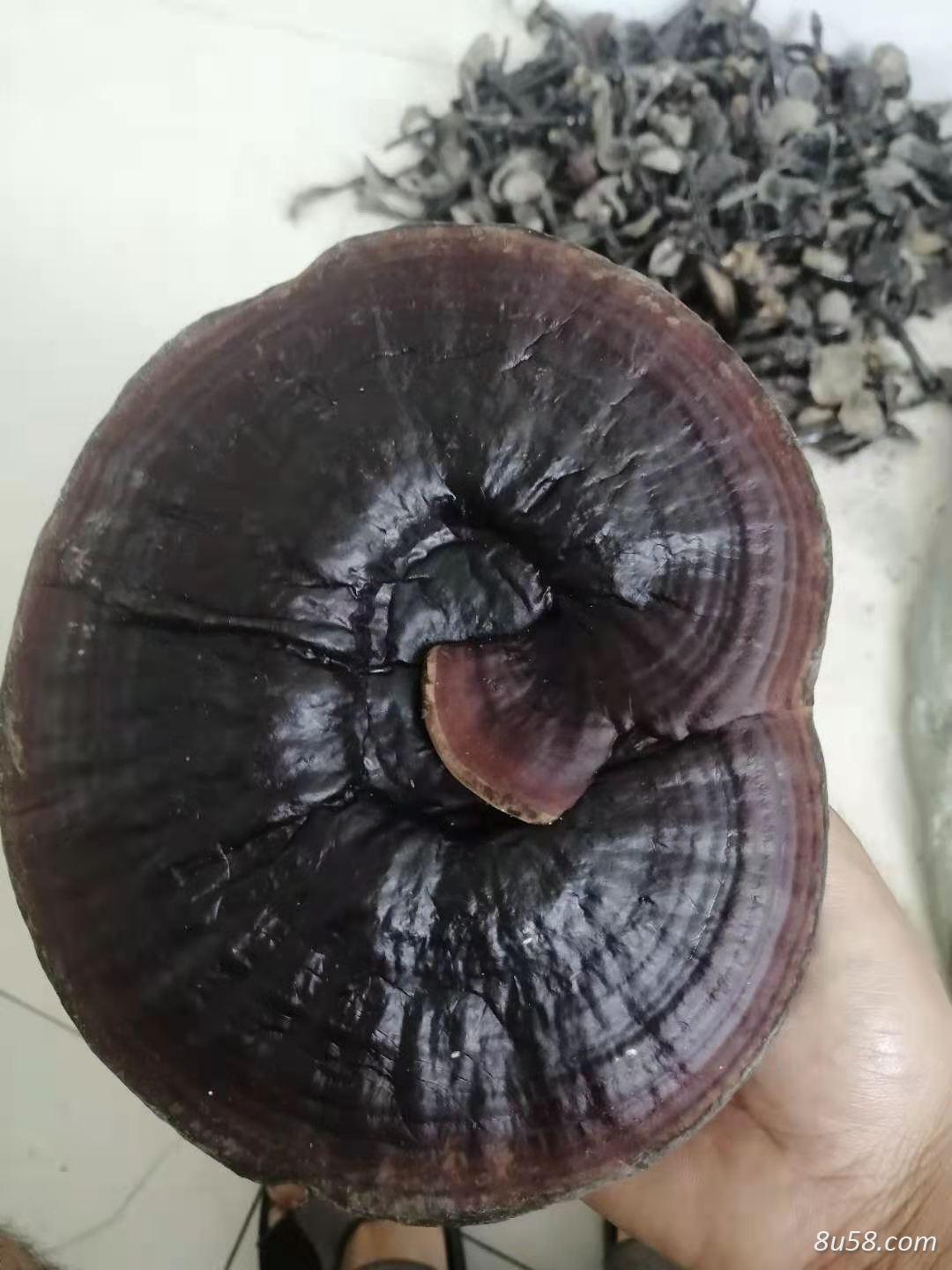 梁海元