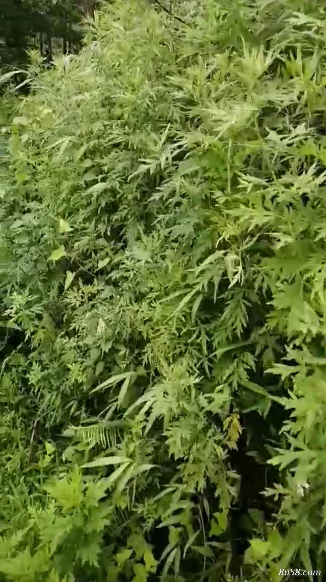 一丰