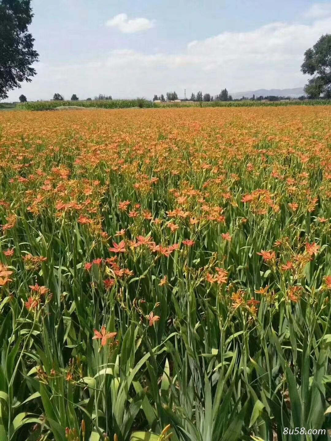 亳州益兴中药材种植有限公司