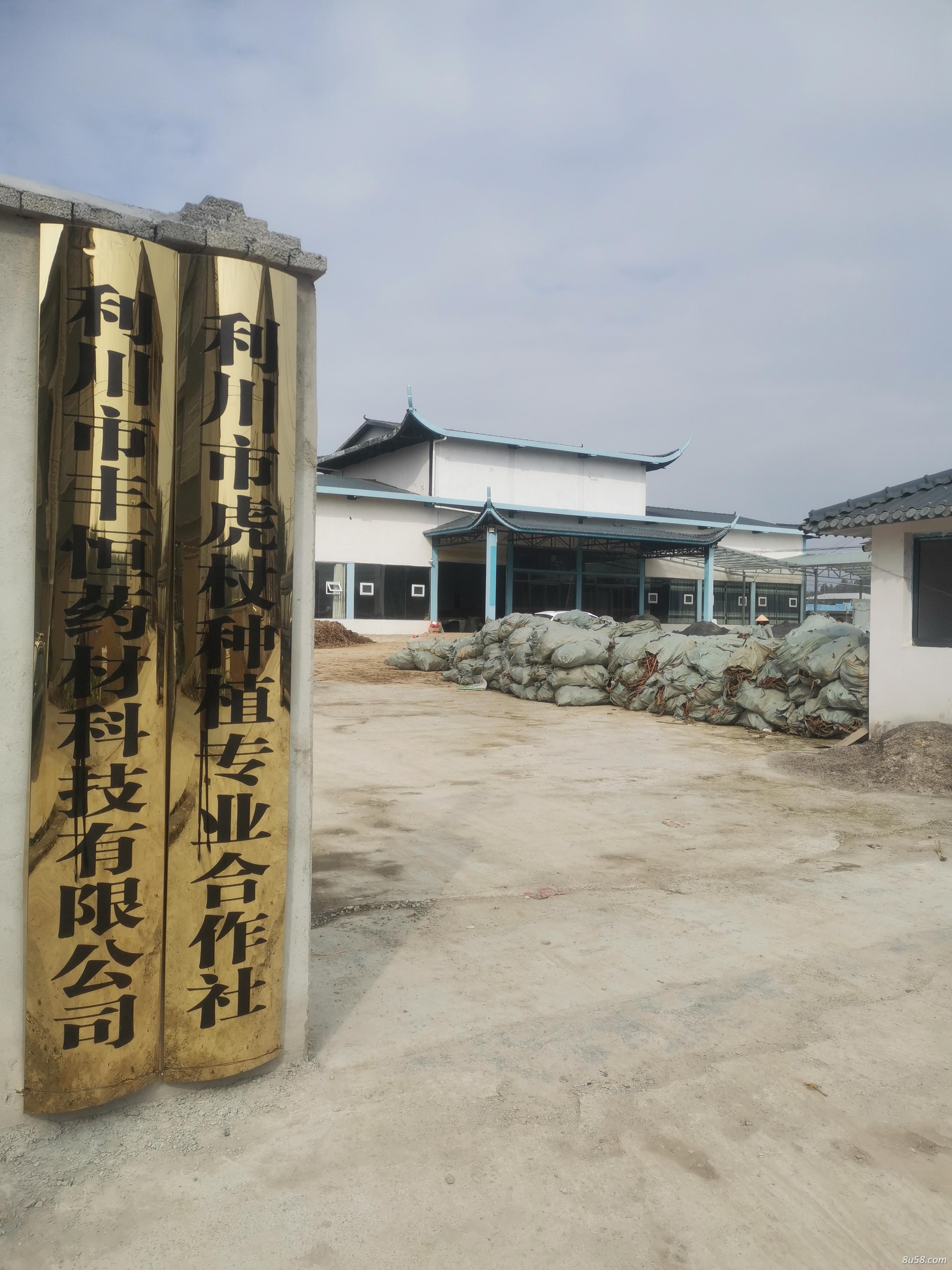 利川虎杖