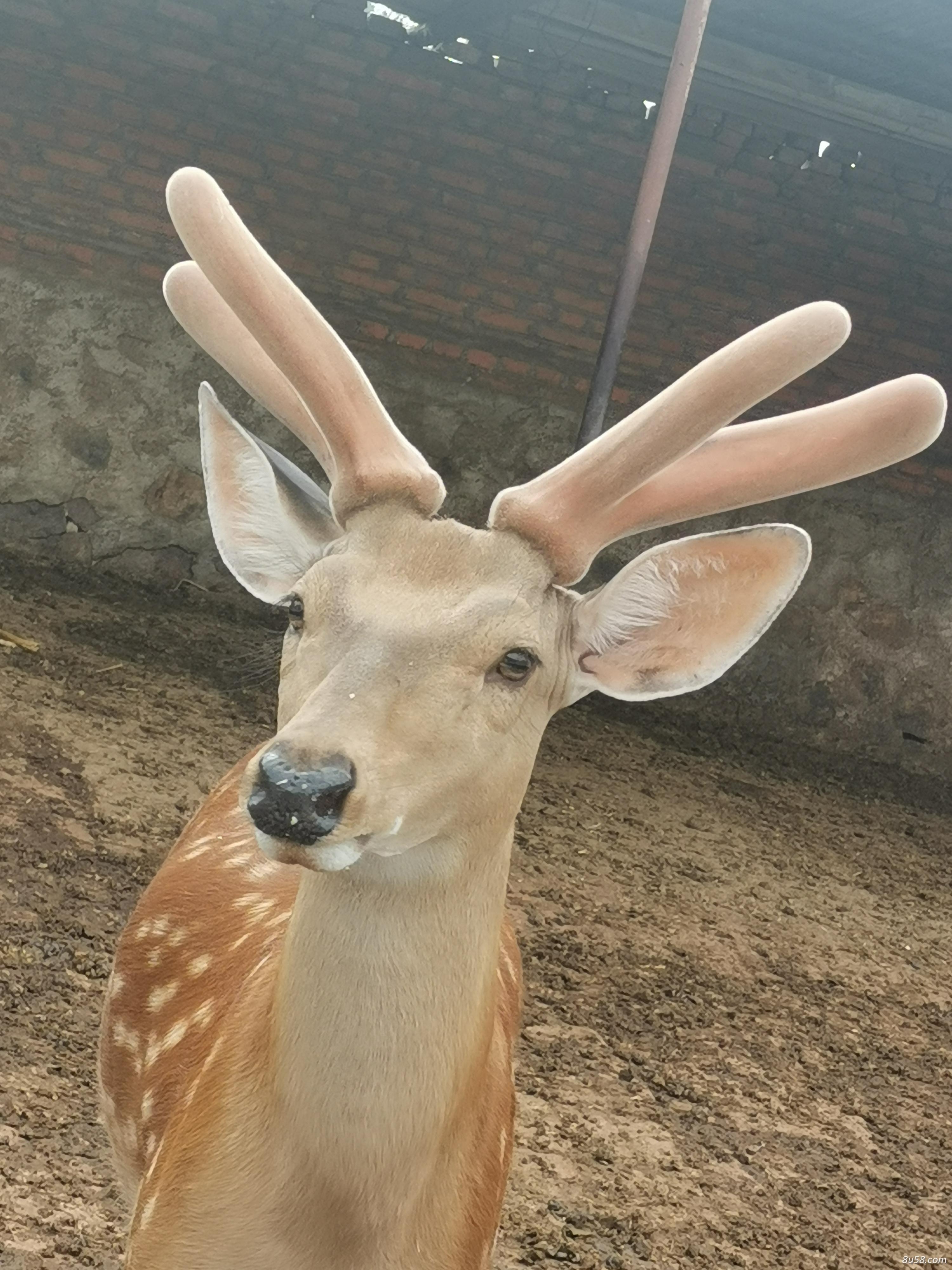 李先生