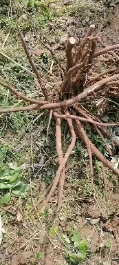 吴玉栋