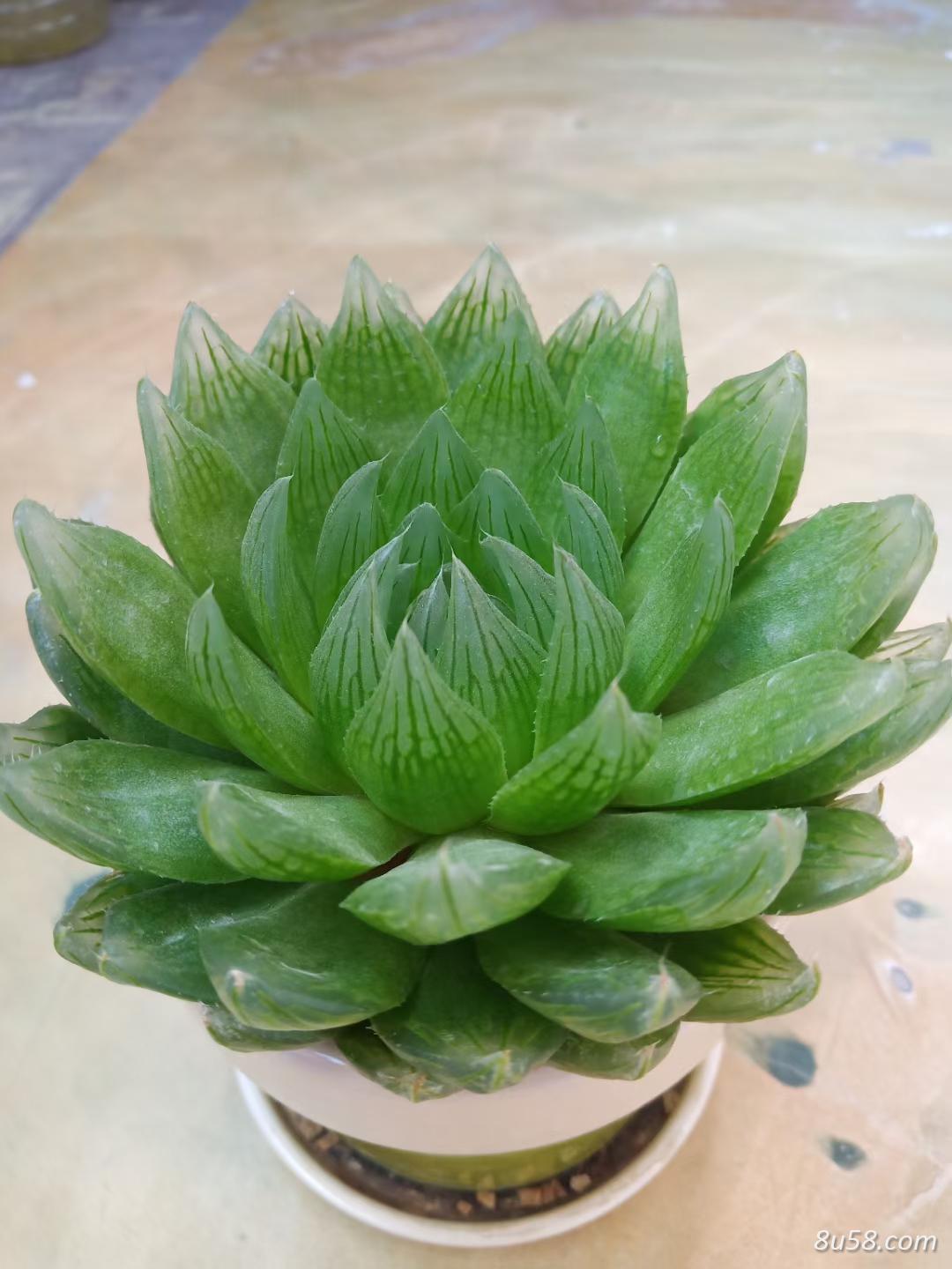 魏无羡中药材