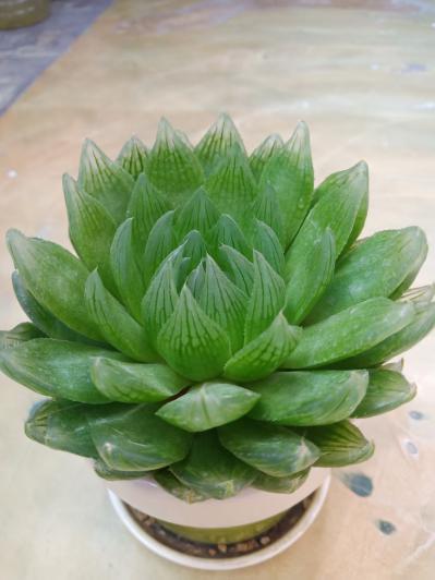 魏无羡中药材