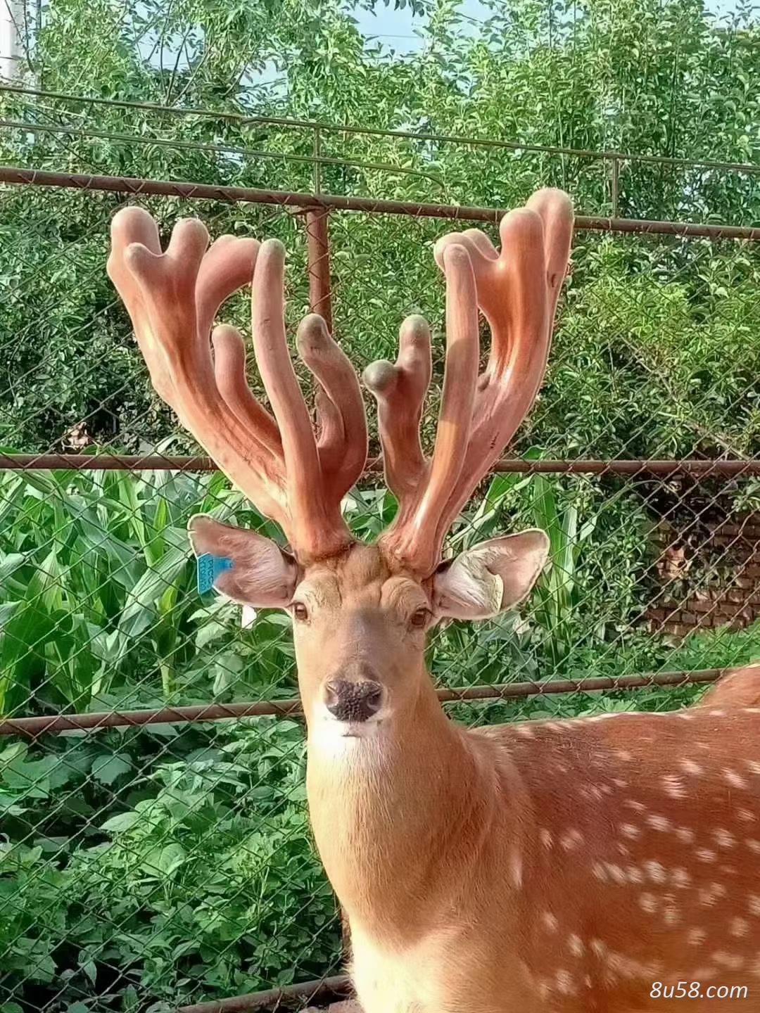 李玉