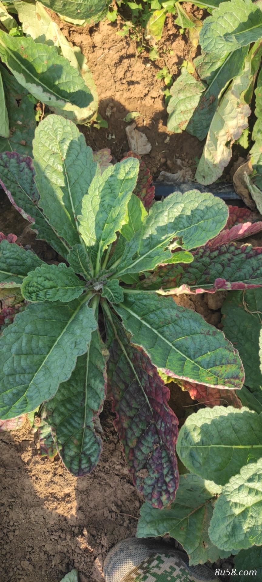 陕西秦汉农林科技有限药材基地