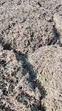 崔红选