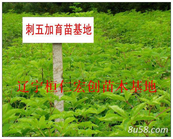 桓仁宏创苗木基地