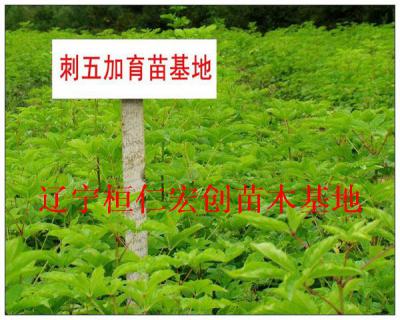桓仁宏创苗木基地