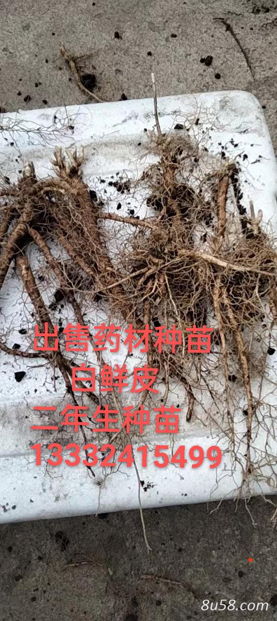 杨玉萍