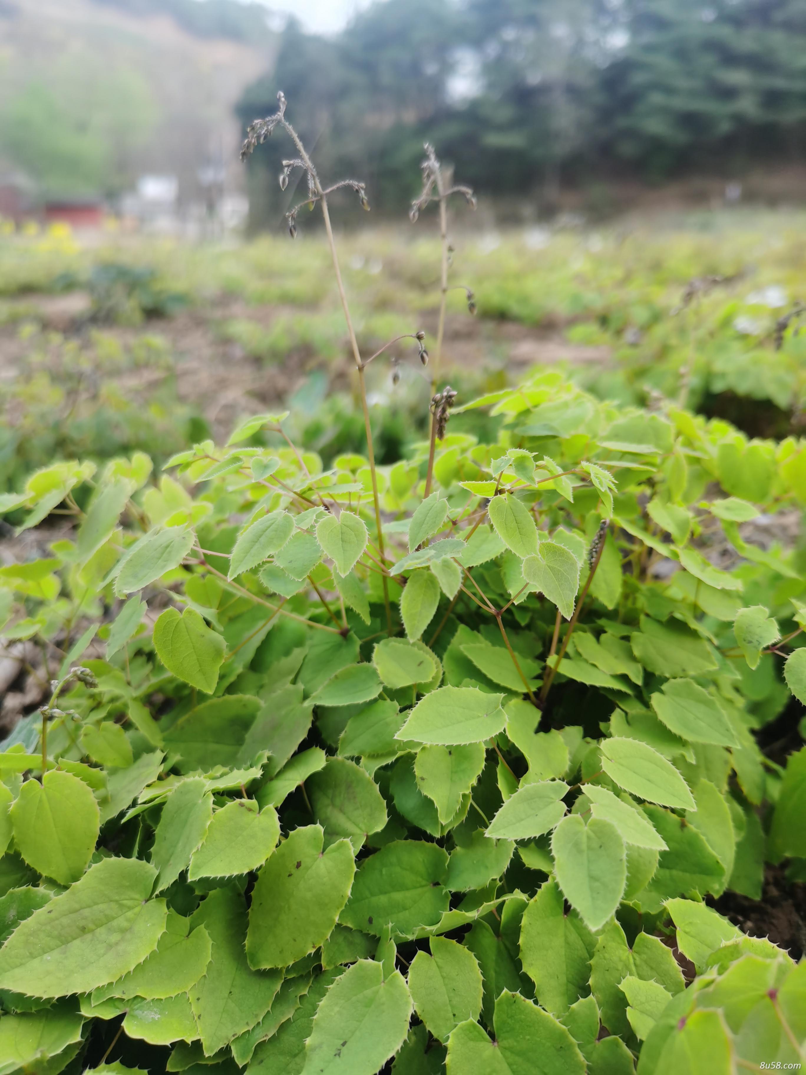 成县亿承种植有限公司
