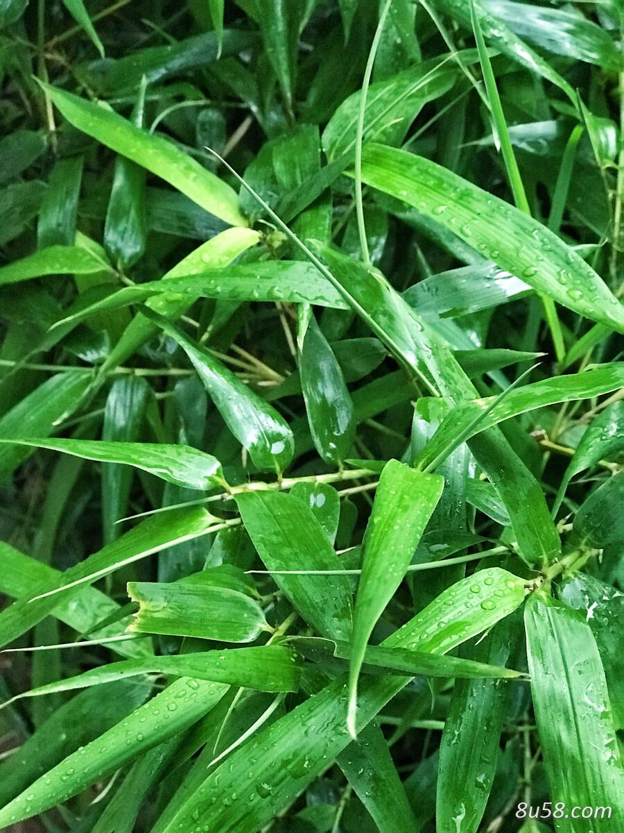 小高
