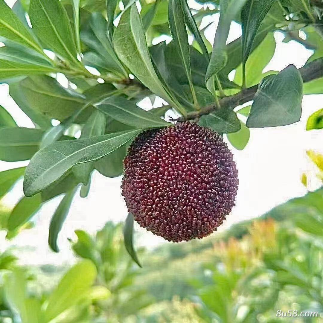 台州仙居富惠种养殖合作专业社