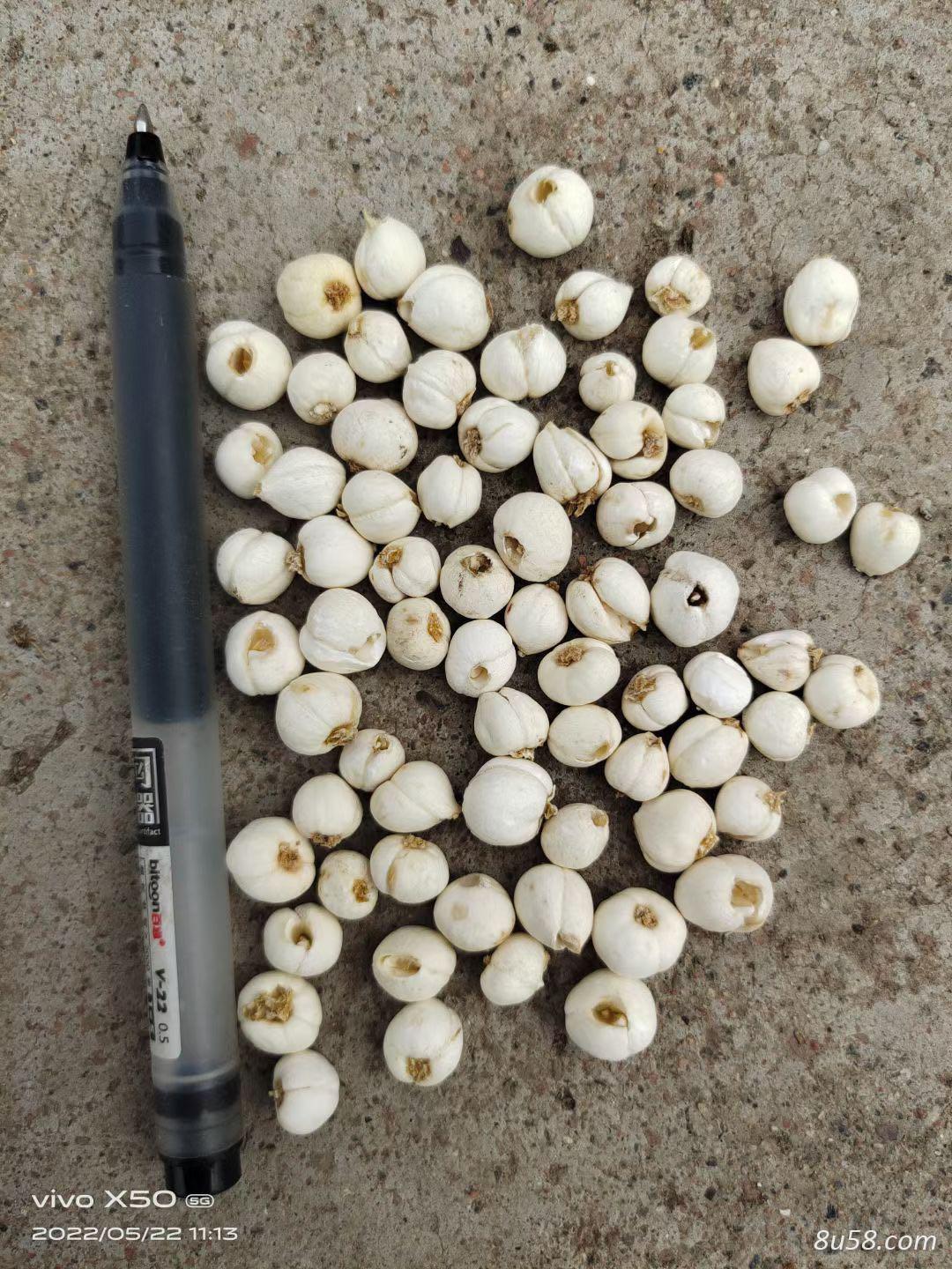 新疆特克斯县伊贝母专业种植基地