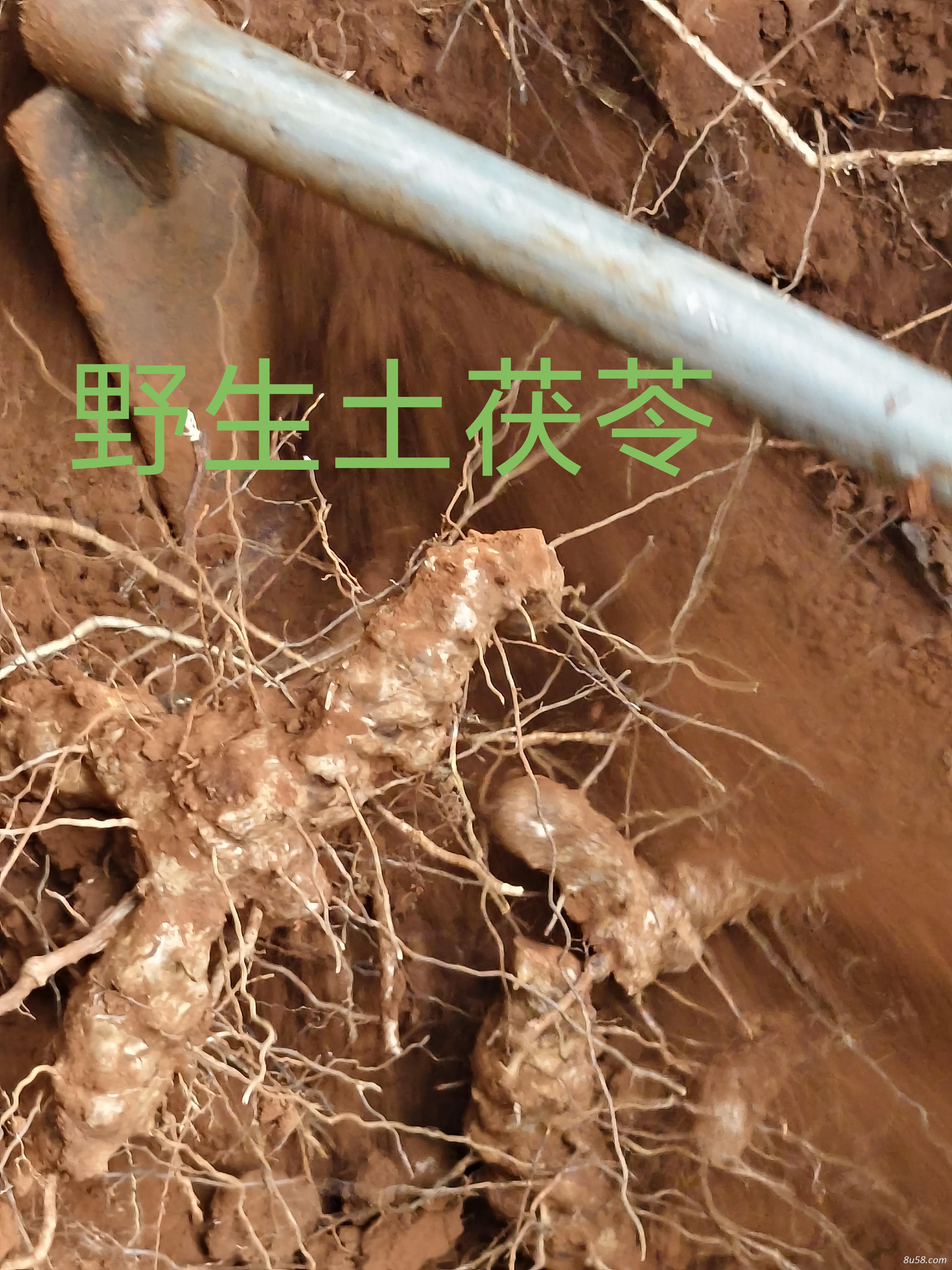 越南大雁合作社