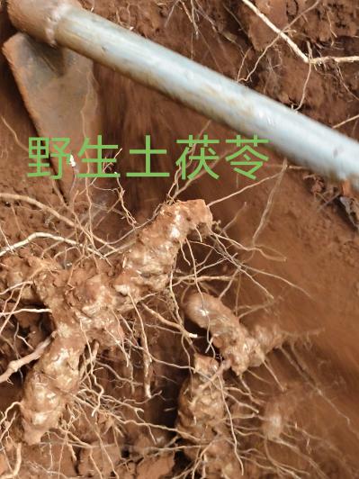 越南大雁合作社