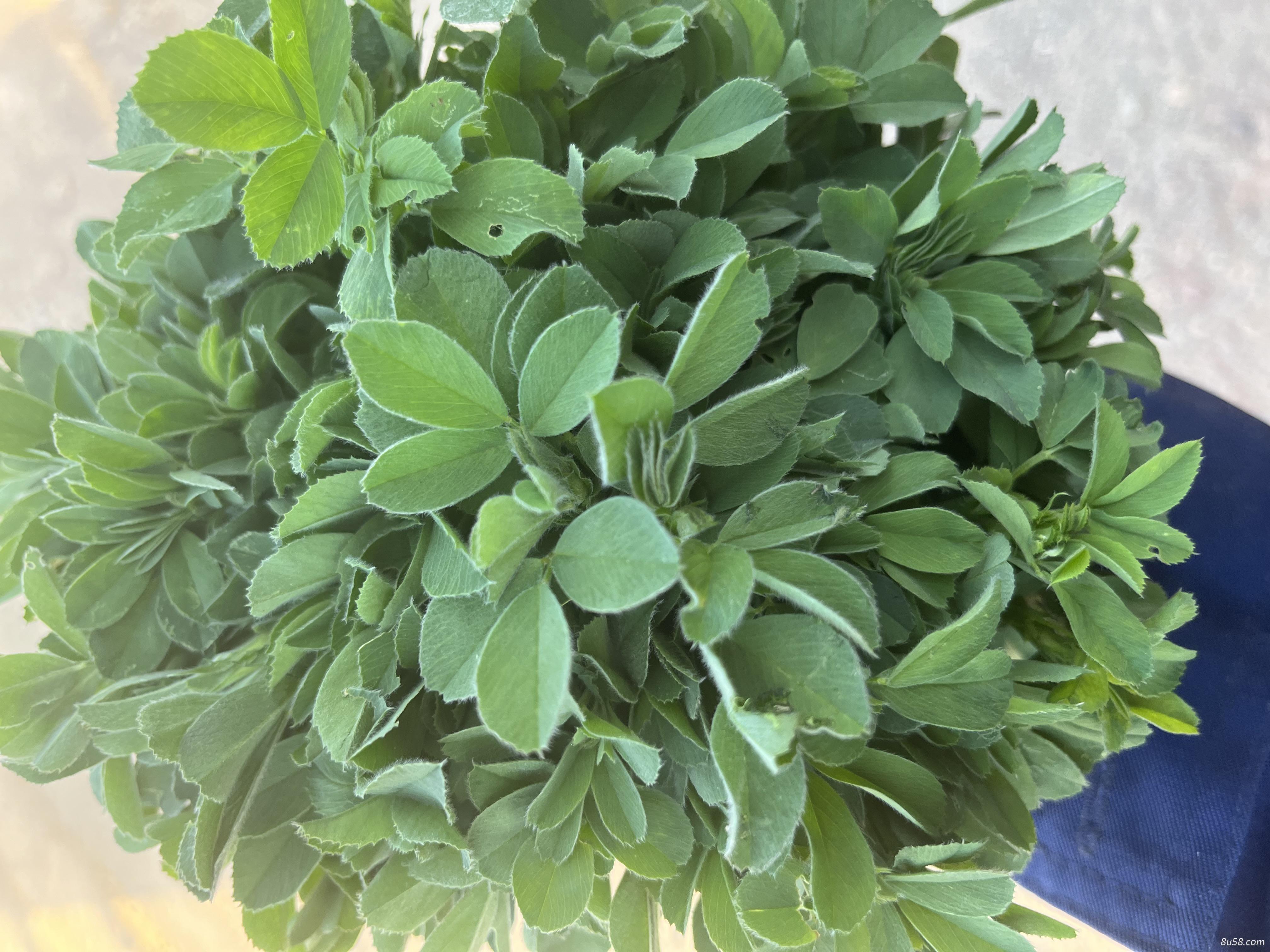 蔚蓝
