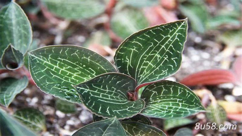 金线莲药材种植