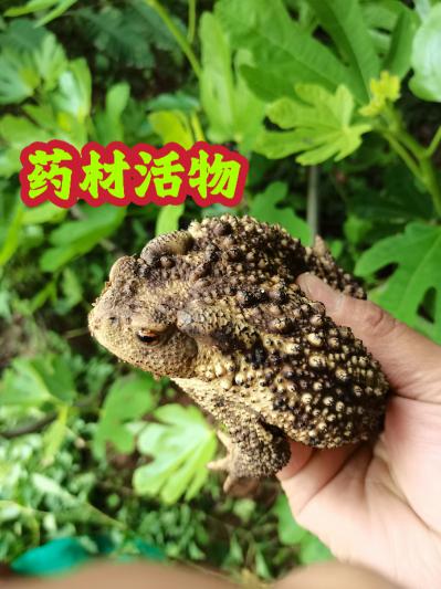 公先生