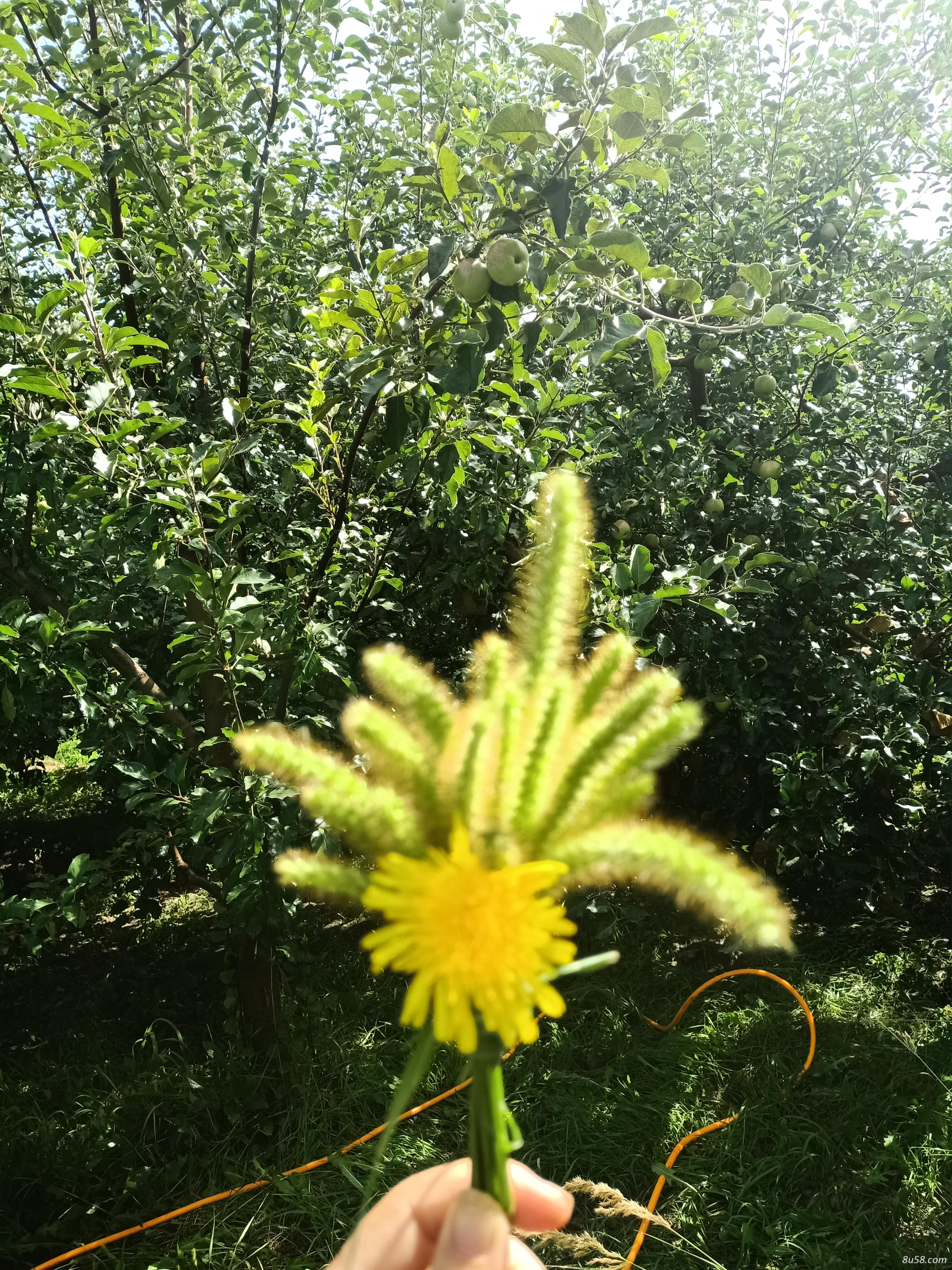 胡总