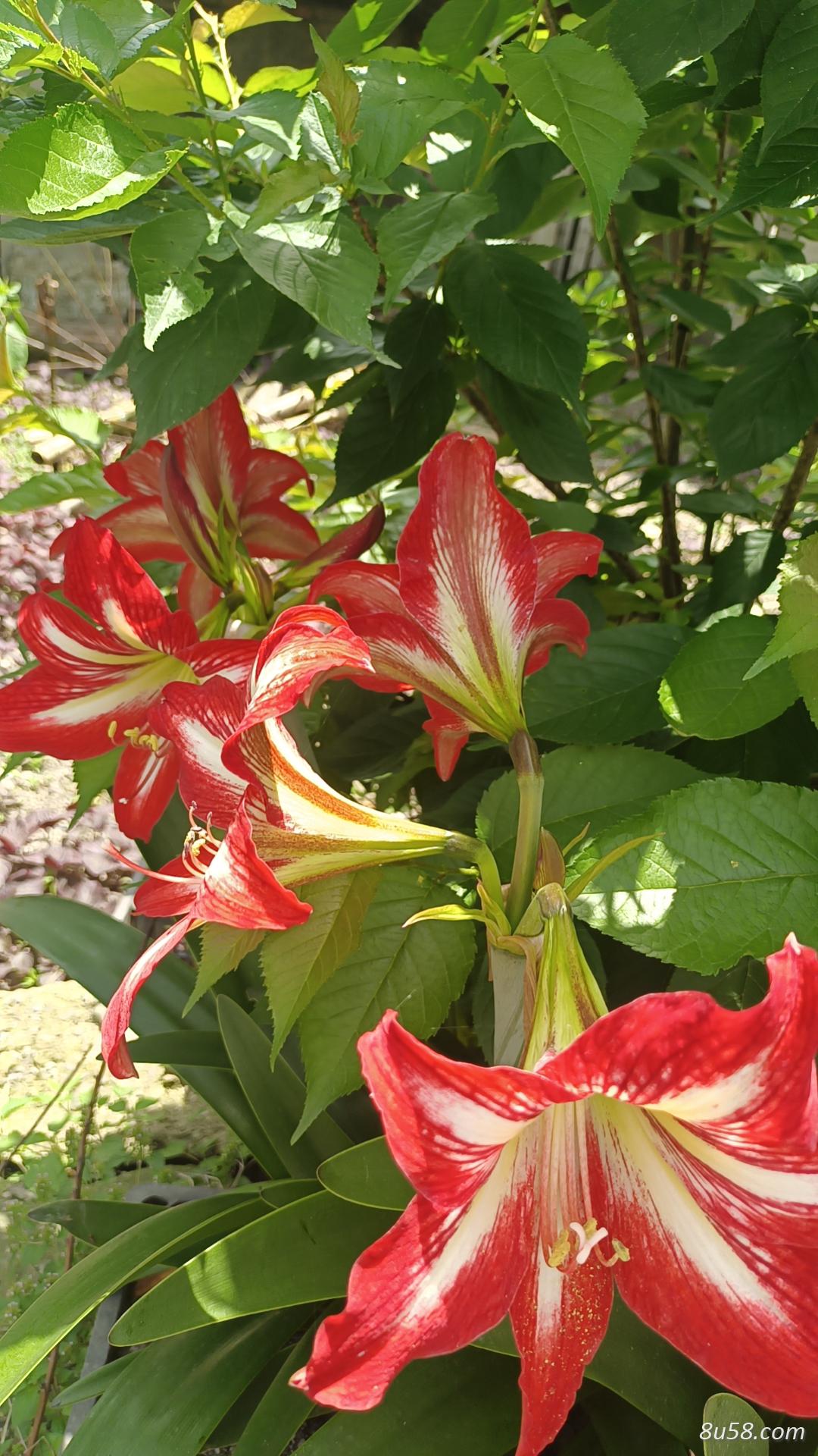 肖记药材