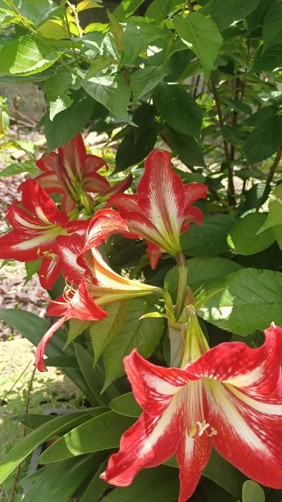 肖记药材
