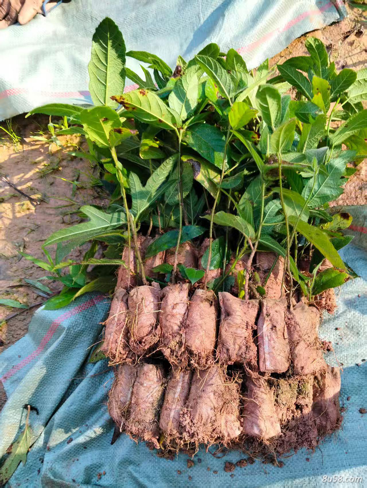 灵山诚优果苗种植场