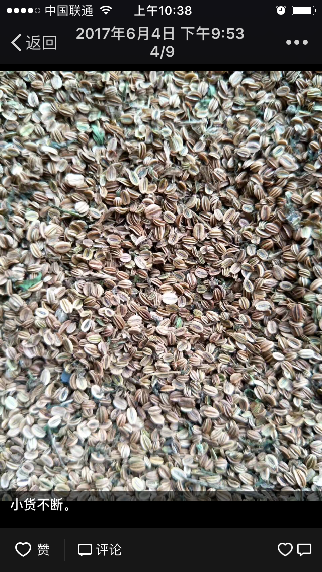 蛇床子大量农户直供