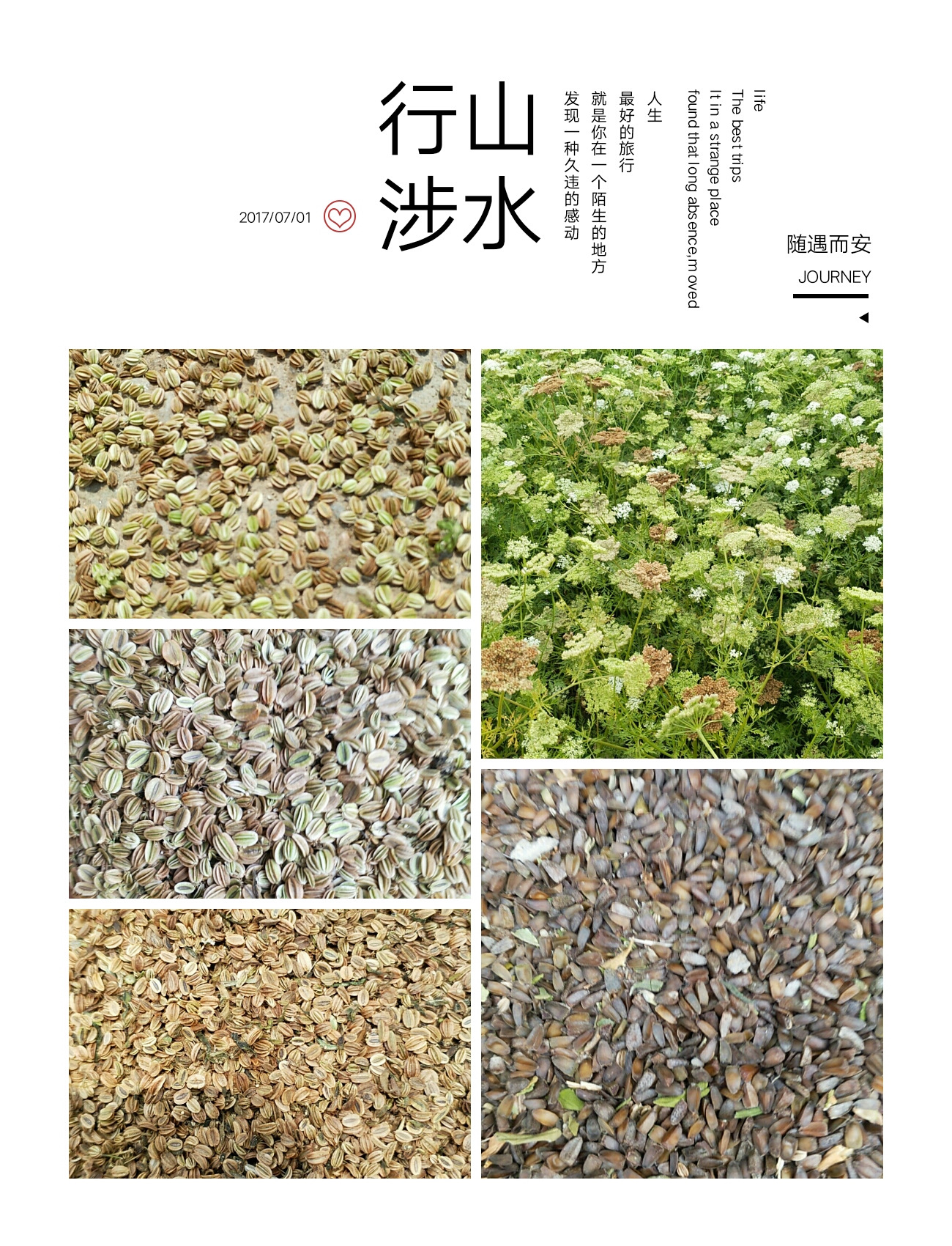 蛇床子