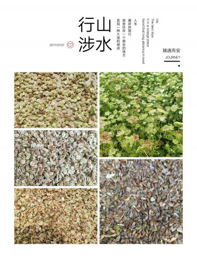 蛇床子