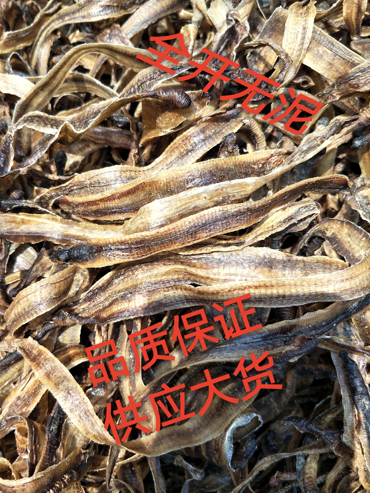 地龙，优质全开地龙