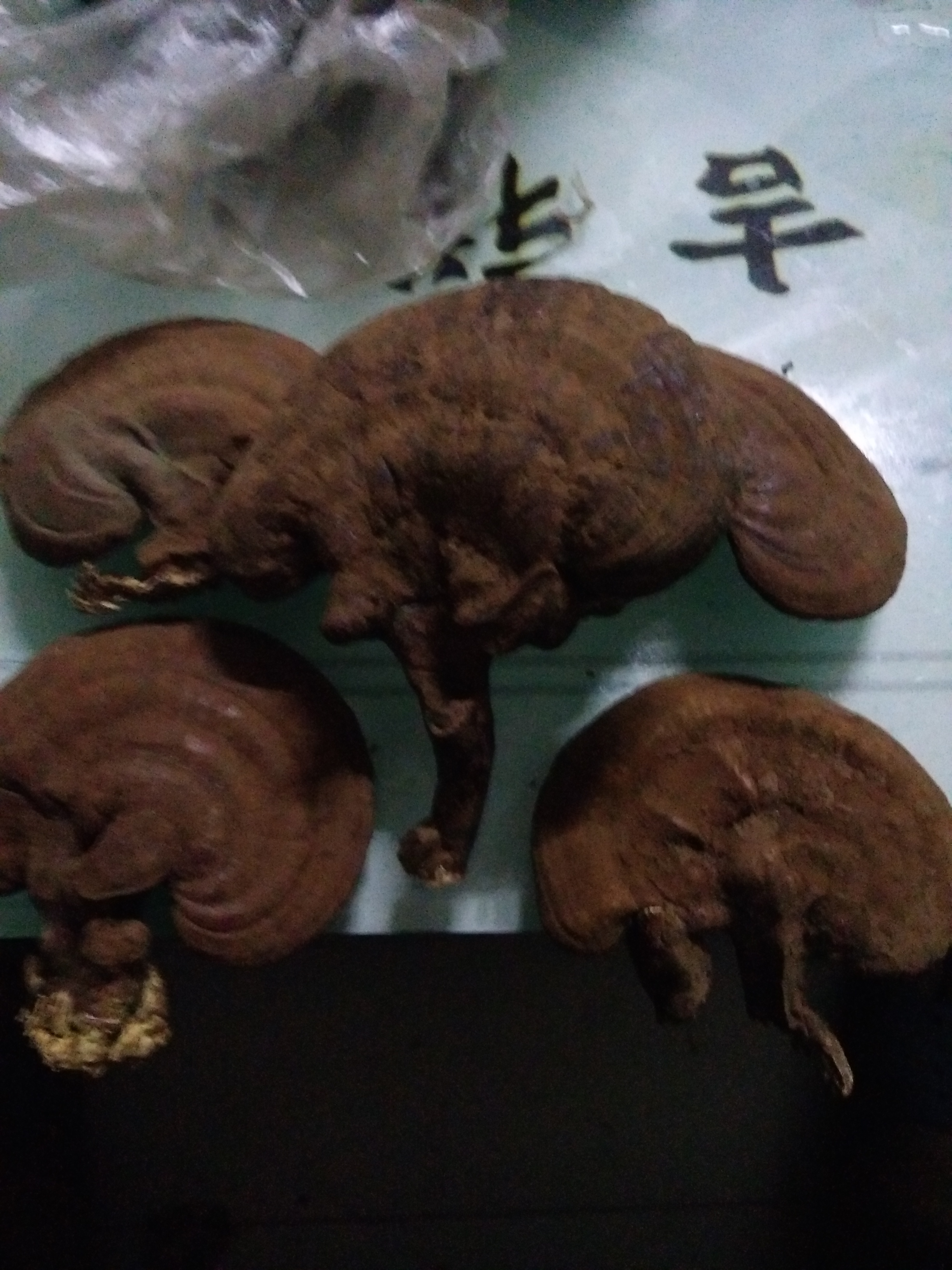 灵芝,灵芝破壁孢子粉,灵芝盆景 灵芝,灵芝破壁孢子粉,灵芝盆景