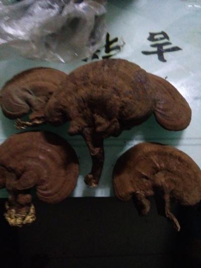灵芝，灵芝破壁孢子粉，灵芝盆景