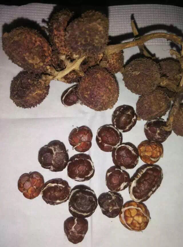 春砂仁