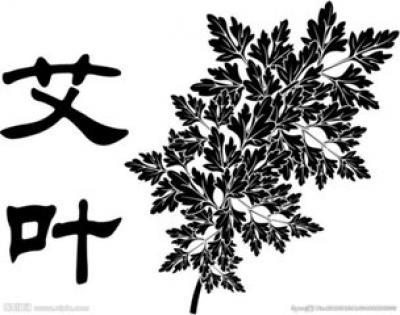 湖北大艾叶
