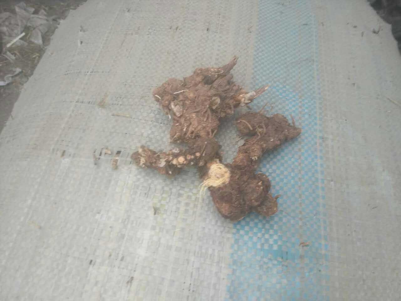 防风5吨