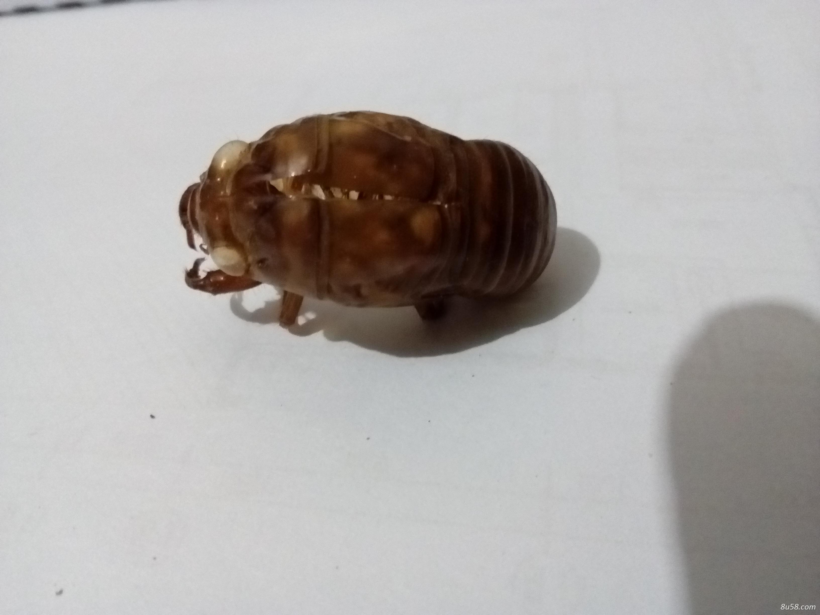 蝉蜕