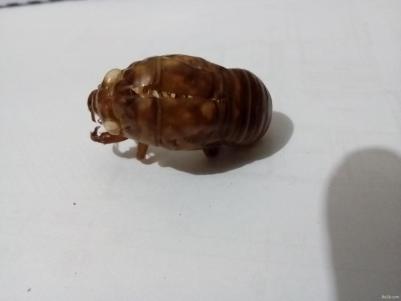 蝉蜕