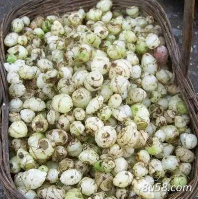 恩施产悬崖野生白及（药农自销）