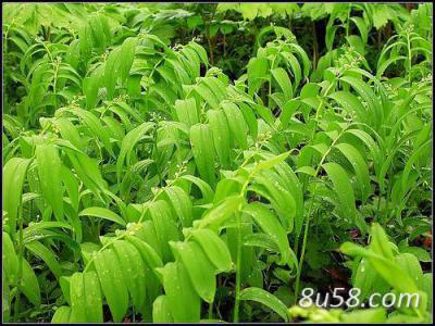 新鲜玉竹