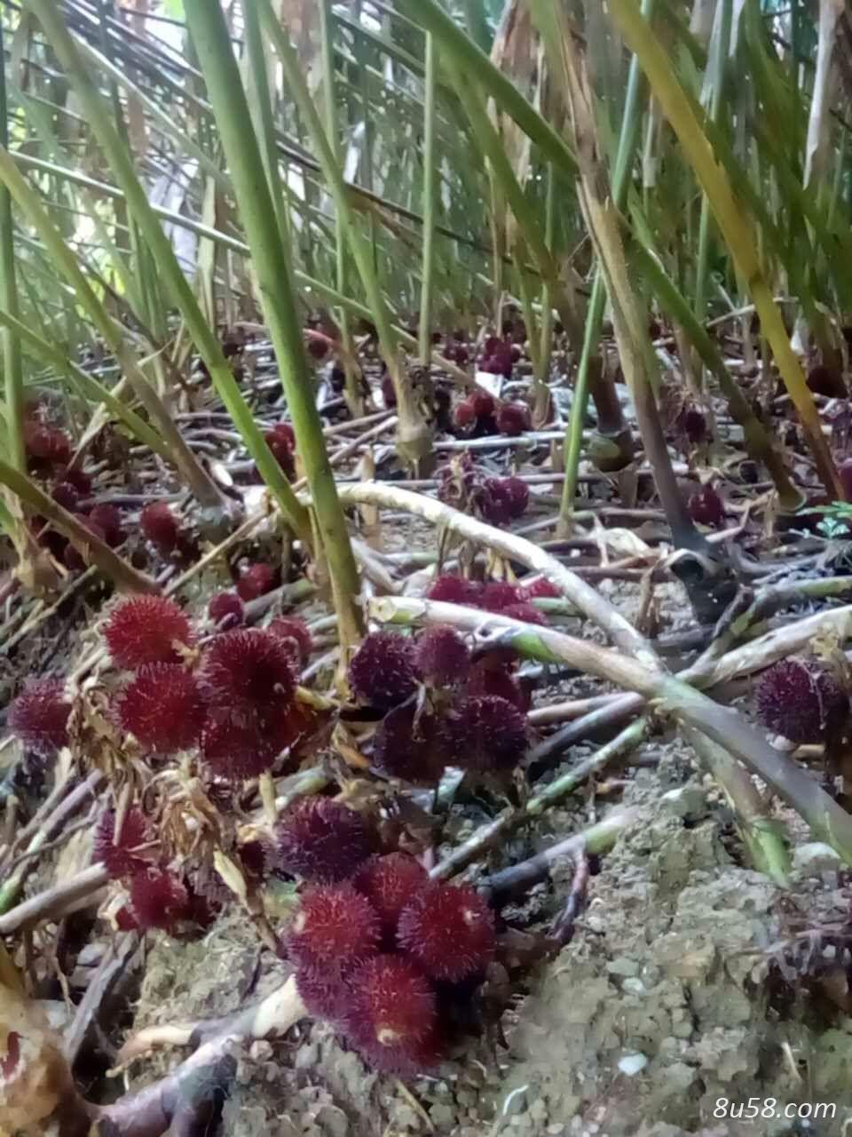 春砂仁