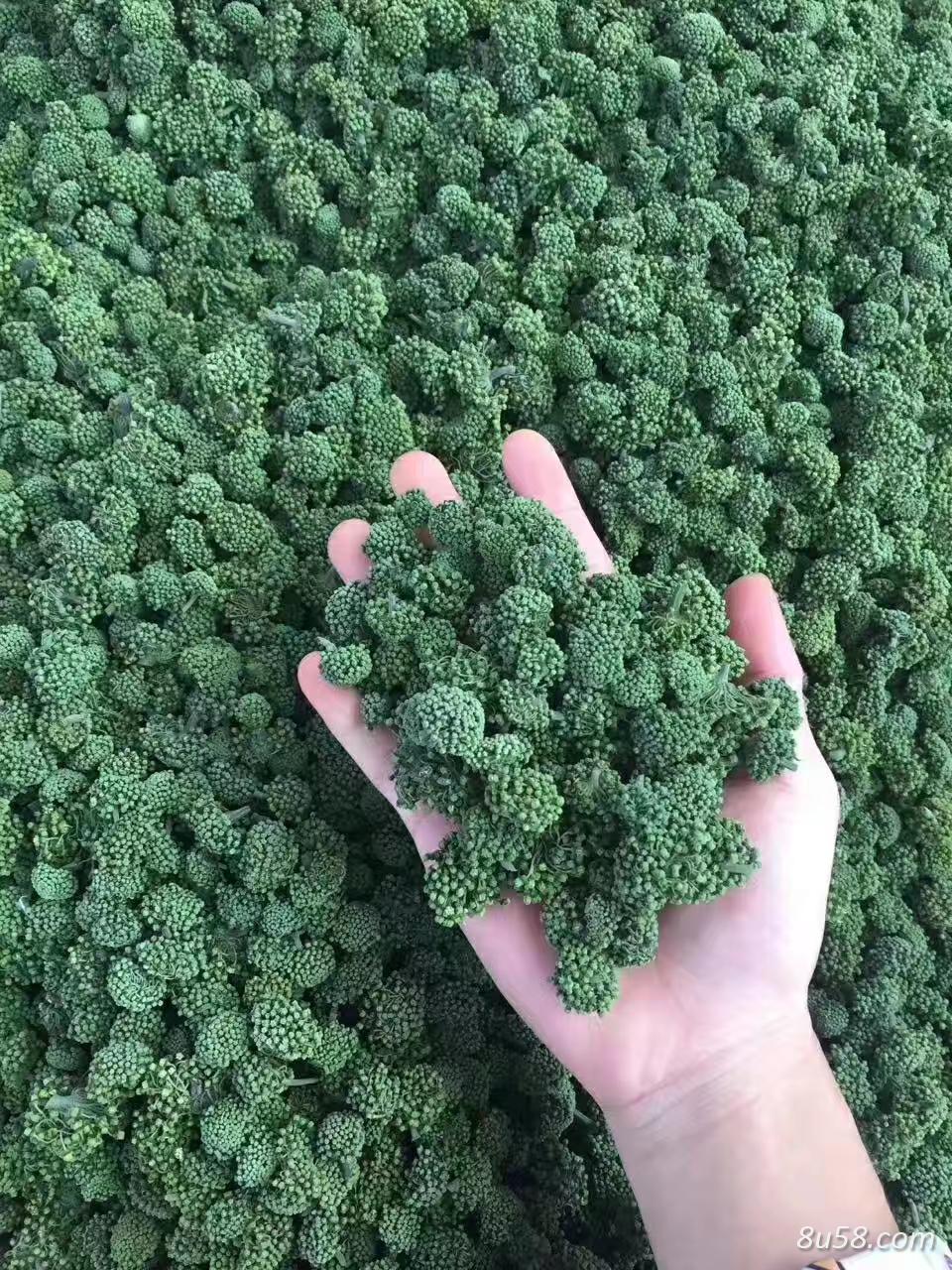 三七花 三七花