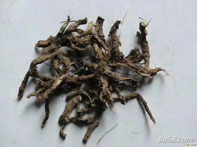 野生石菖蒲，量大