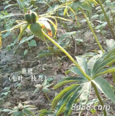 重楼大量现货供应，自有种植基地