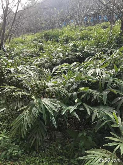 云南阳春砂仁鲜货出售
