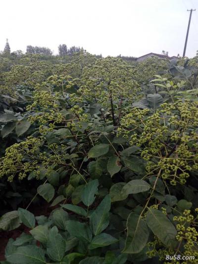 吴茱萸