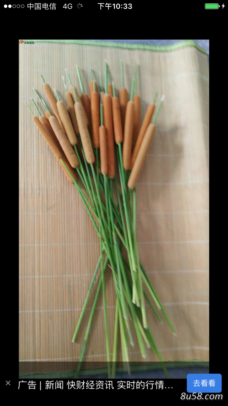 蒲黄、蒲棒野生