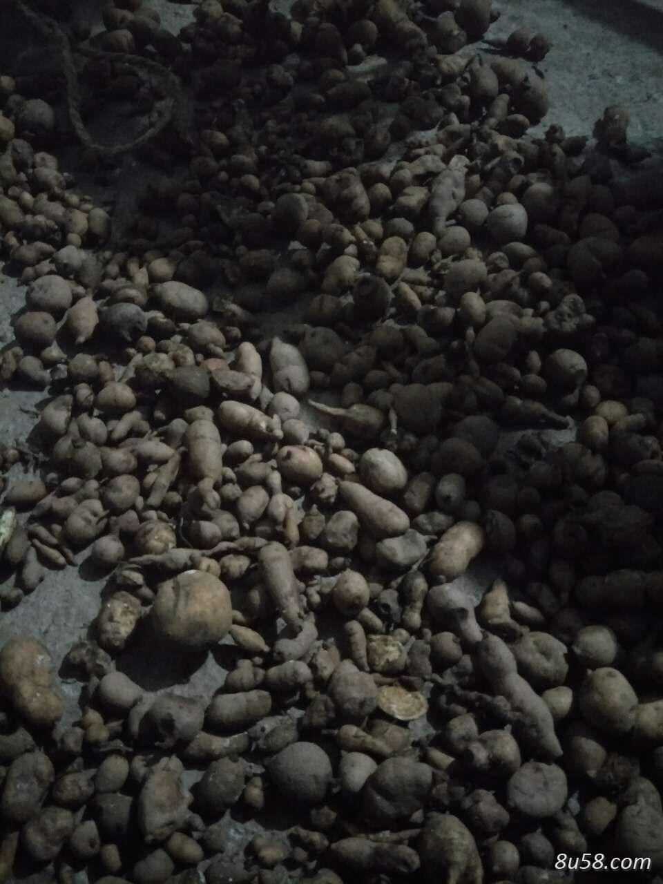 优质金果榄