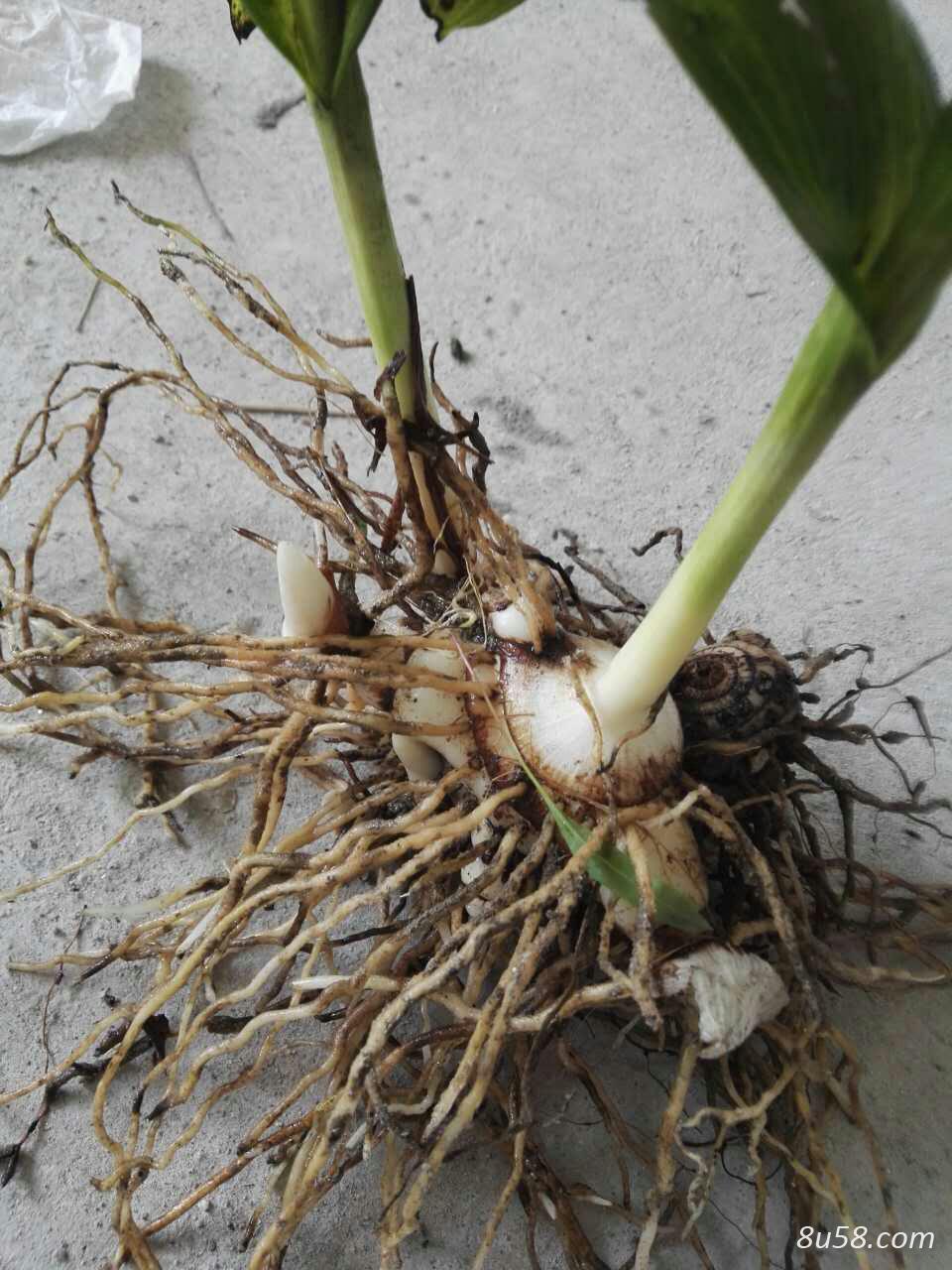 紫花三叉大白及鲜货